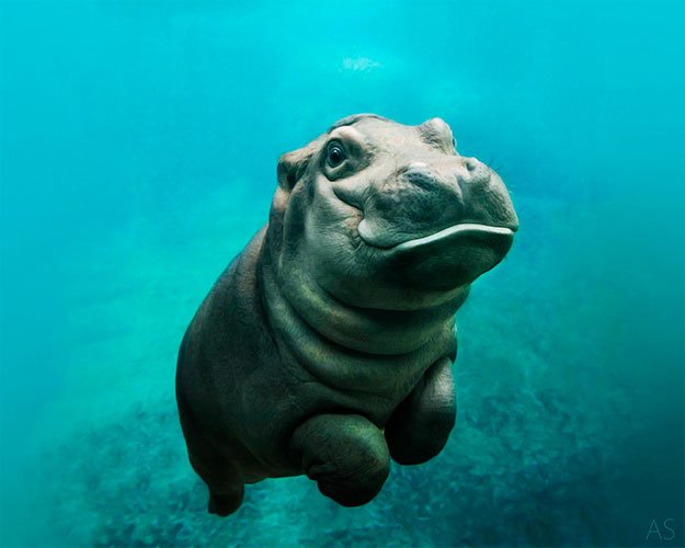 Hipopotamo bebe en el agua