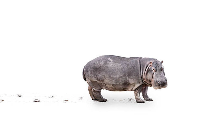 hipopotamo con pisadas detrás y fondo blanco