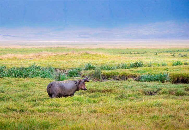 Hipopotamo en un prado verde